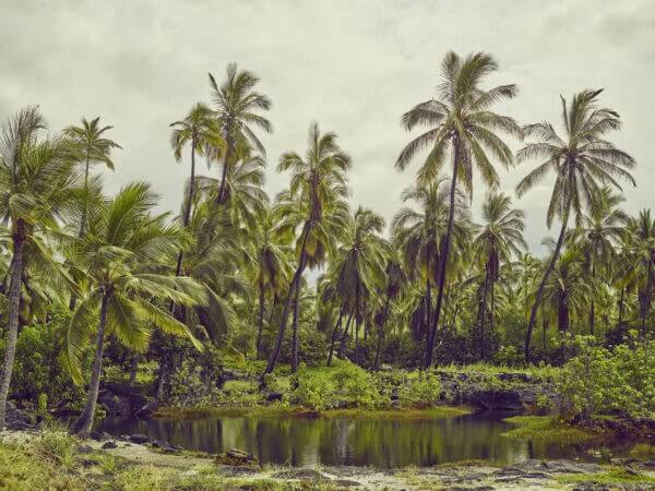 Livre Till I Collapse  Jan Frodeno  | Divers